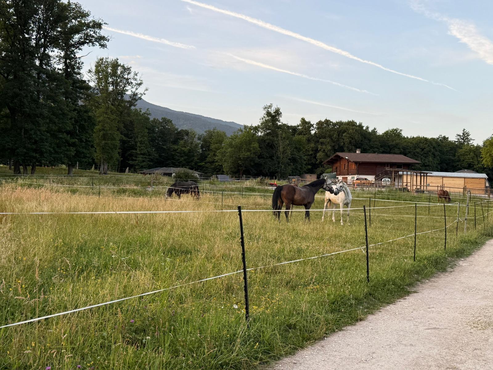 GALERIE Chevaux au paddock au Domaine des Ensarmets